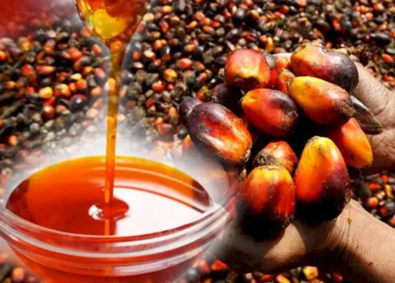 Palm oil is a value chain business that engages endless streams of people at different stages of its procession. It can gainfully engage many young Nigerians.